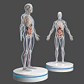 Detailed Male Anatomy Model With Transparent Body Showing Internal Organs And Skeleton On Display Stand