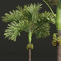 Palm Trees With Lush Green Fronds And Tall Trunks In Tropical Landscape