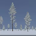 Snow Covered Arbor Trees With Smaller Trees In Various Sizes Winter Landscape