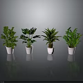 Various Green Plants in White Pots with Dark Background and Reflections