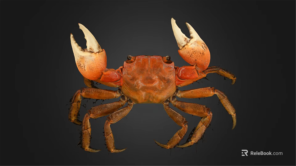 Orange Brown Crab With Large Claws On Black Background Detailed Appearance View 3d model 