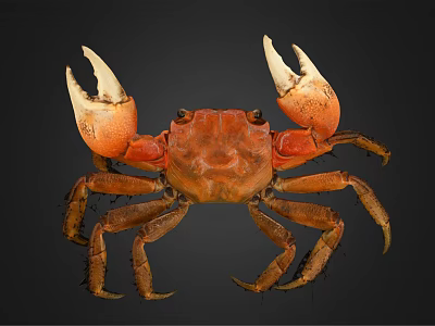 Orange Brown Crab With Large Claws On Black Background Detailed Appearance View 3d model