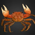 Orange Brown Crab With Large Claws On Black Background Detailed Appearance View
