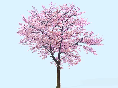 Arbor With Vibrant Pink Blossoms Against Light Blue Sky And Spreading Branches 3d model