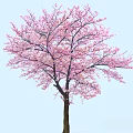 Arbor With Vibrant Pink Blossoms Against Light Blue Sky And Spreading Branches