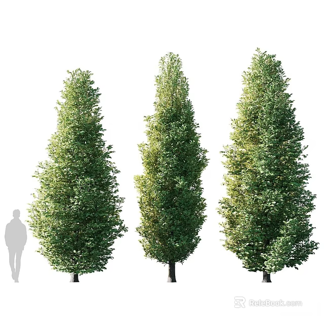 Three Tall Arbor Trees With Lush Green Foliage And Human Silhouette For Scale 3d model 