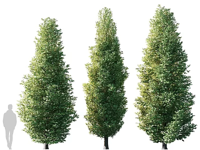 Three Tall Arbor Trees With Lush Green Foliage And Human Silhouette For Scale 3d model