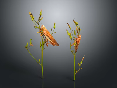 Two Brown Grasshoppers Perched on Green Plant Stems With Small Buds 3d model