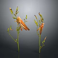 Two Brown Grasshoppers Perched on Green Plant Stems With Small Buds