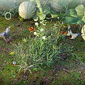 Blooming Wildflowers with Watermelons Vines Butterflies and Birds in Natural Garden