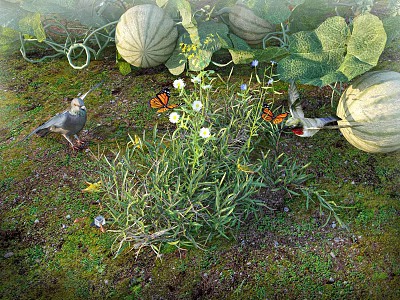 Blooming Wildflowers with Watermelons Vines Butterflies and Birds in Natural Garden 3d model