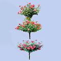 Beautiful Flowering Trees With Red And Pink Blossoms Slender Trunks On Light Blue Background