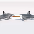 Two Grey Sharks Swimming Facing Each Other In Natural Aquatic Habitat