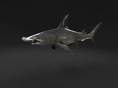 3D Rendered Hammerhead Shark With Sleek Body And Detailed Features Suspended In Dark Background 3d model