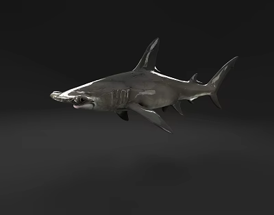 The Modern Shark 3d model