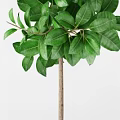 Bonsai Plant With Lush Green Leaves In Decorative Pot For Indoor Decor