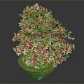 Beautiful Bonsai Plant With Pink Flowers And Green Leaves In Terracotta Pot