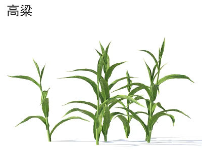 Healthy Sorghum Plants With Green Leaves And Tall Stems In Growth 3d model