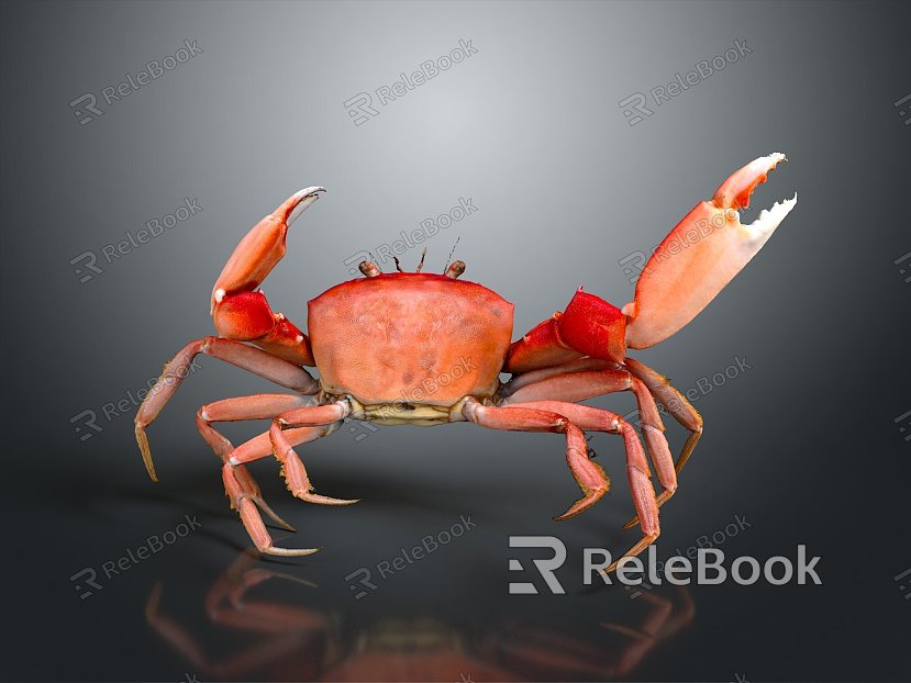 crab sea crab river crab hairy crab bread crab hermit crab big crab small crab marine animal fish model