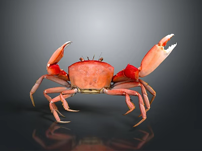 Red Aquatic Crab With Large Open Claws And Shiny Body On Dark Background 3d model