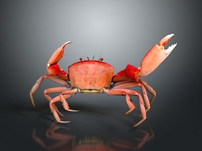 crab sea crab river crab hairy crab bread crab hermit crab big crab small crab marine animal fish model