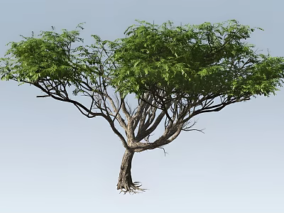 Lush Green Tree With Thick Branches And Strong Trunk Natural Plant 3d model