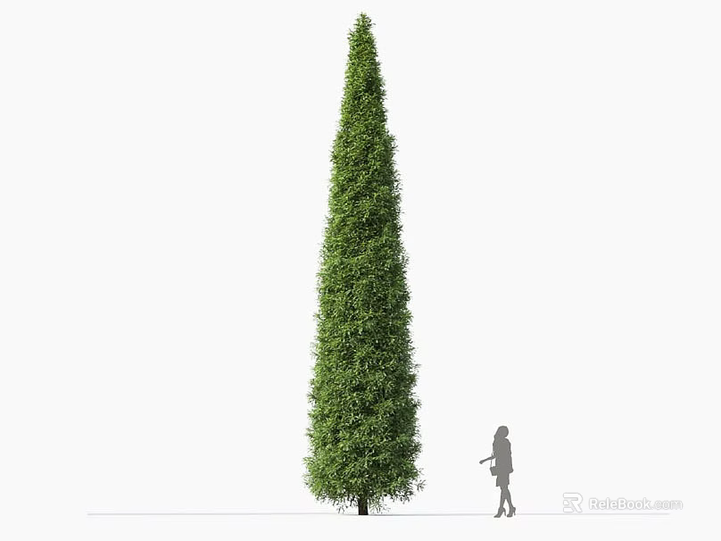 Tall Conical Shaped Shrub With Green Foliage And Person For Scale 3d model 