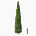 Tall Conical Shaped Shrub With Green Foliage And Person For Scale