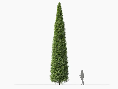 Tall Conical Shaped Shrub With Green Foliage And Person For Scale 3d model