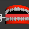 Dental Jaw Model With Red Base And White Artificial Teeth Structure