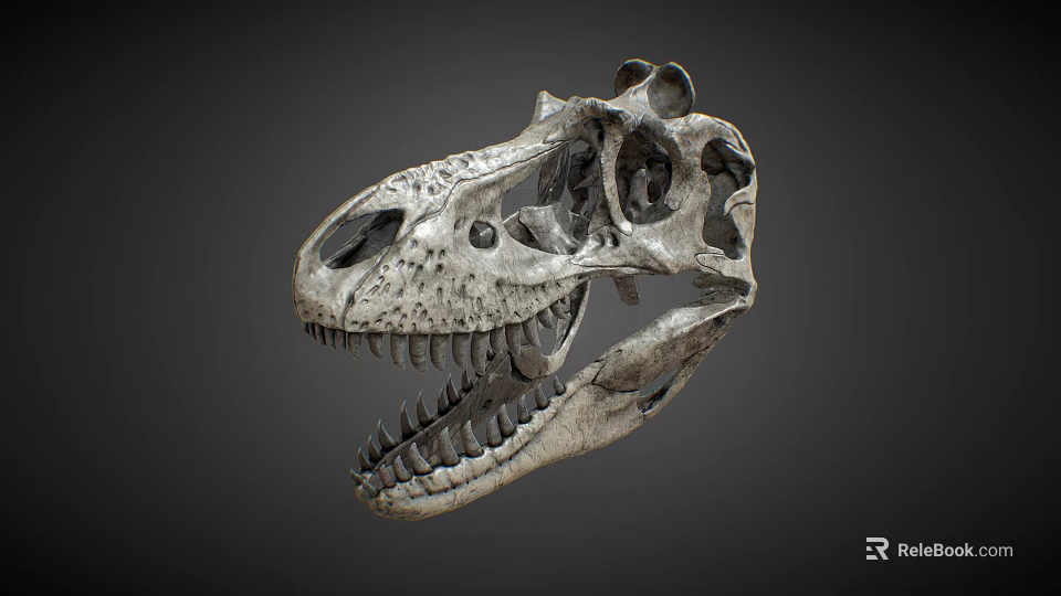 Detailed Anatomical Dinosaur Skull Fossil With Sharp Teeth And Bone Texture 3d model 