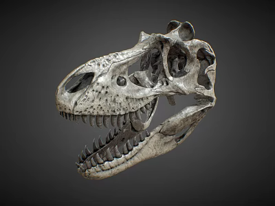 Detailed Anatomical Dinosaur Skull Fossil With Sharp Teeth And Bone Texture 3d model