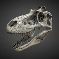 Detailed Anatomical Dinosaur Skull Fossil With Sharp Teeth And Bone Texture