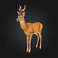 Realistic Brown Deer With Antlers Standing On Black Background Illustration