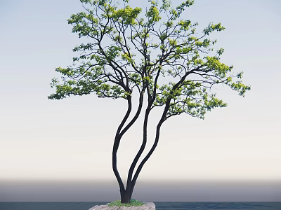 Tall Arbor Three Dark Trunks Green Leaves Light Blue Sky Water Surface 3d model