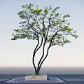 Tall Arbor Three Dark Trunks Green Leaves Light Blue Sky Water Surface