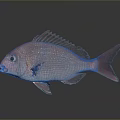 Red Fish With Shiny Scales And Sharp Fins Swimming In Dark Background