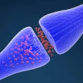 Innovative Medical Device With Tubular Structure And Micro Particles For Cellular Treatment