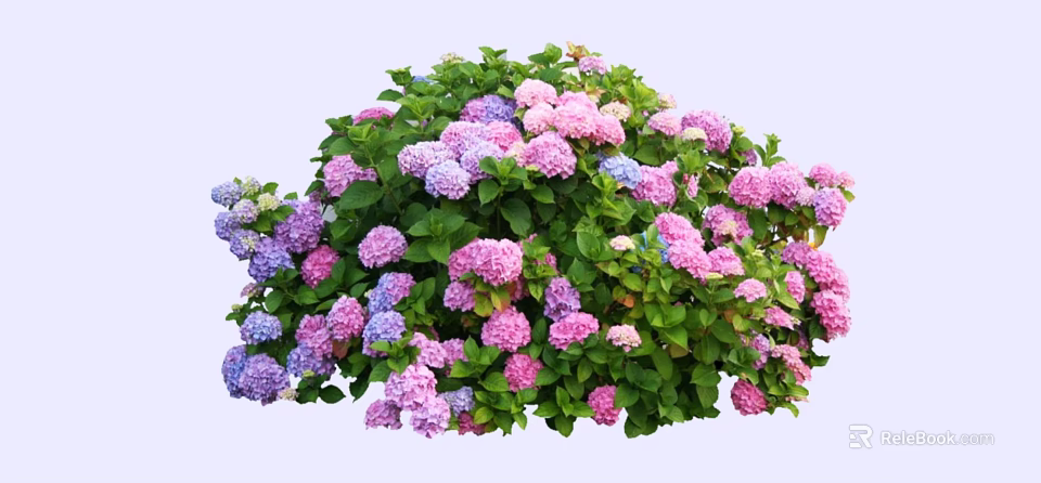 Vibrant Blooming Bush With Pink And Purple Flowers And Green Leaves 3d model 