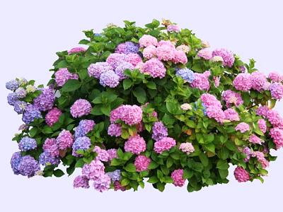 Vibrant Blooming Bush With Pink And Purple Flowers And Green Leaves 3d model