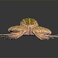Frog Poison Frog Game Frog Reptile Cold Blooded Animal Reptile 3d model
