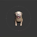 Cute Pug Dog with Brown and White Fur Standing and Tongue Out on Black Background