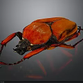 Vibrant Red Beetle With Black Head And Legs On Dark Background