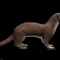 Brown Weasel Standing in Natural Posture with Long Tail and White Underbelly