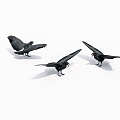 Flying Animals Bird Crow 3d model