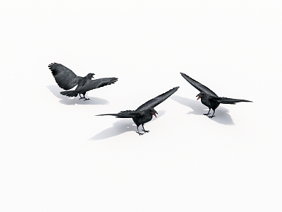 Flying Animals Bird Crow 3d model