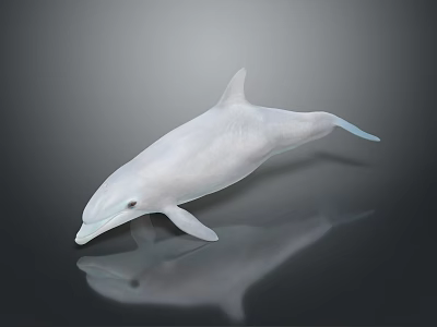 White Dolphin on Dark Background with Clear Reflection and Smooth Surface 3d model