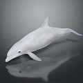 White Dolphin on Dark Background with Clear Reflection and Smooth Surface 3d model