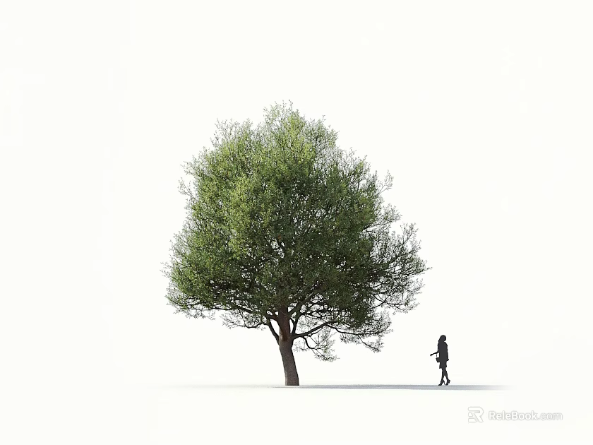 A Lone Arbor with Green Foliage Slender Trunk and Person Walking Nearby on White Background 3d model 