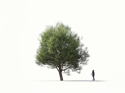A Lone Arbor with Green Foliage Slender Trunk and Person Walking Nearby on White Background 3d model